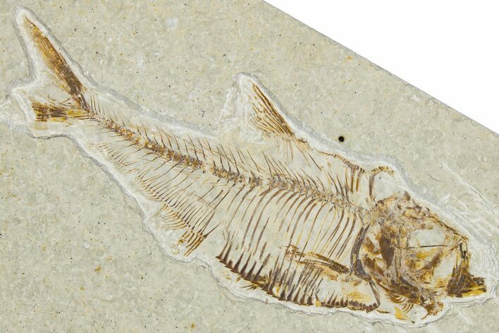 Detailed Fossil Fish (Diplomystus) - Wyoming #344798